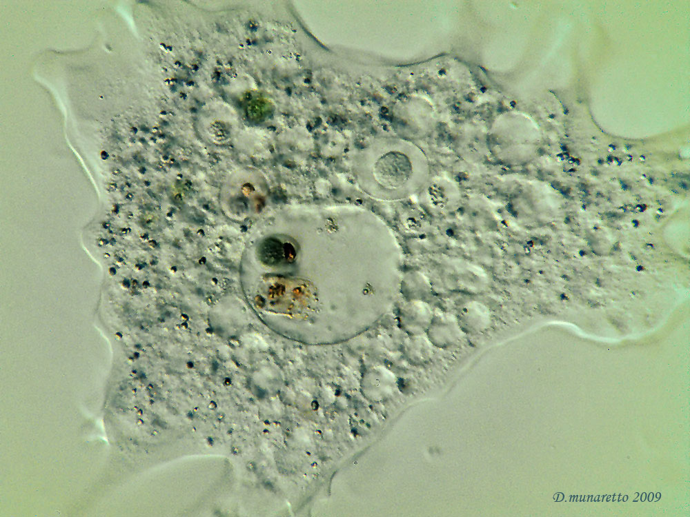 Amoeba 400x